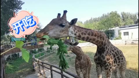 Sister Giraffe