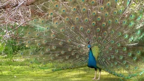 Peacock Dance Display - Peacocks Opening Feathers HD & Bird Sound