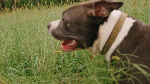 How can I tell if my dog is overweight?