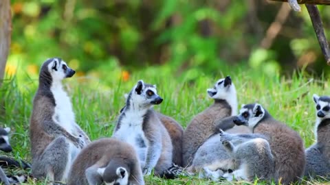 Lemur Are Serching For Their Mother's To Feed Them.