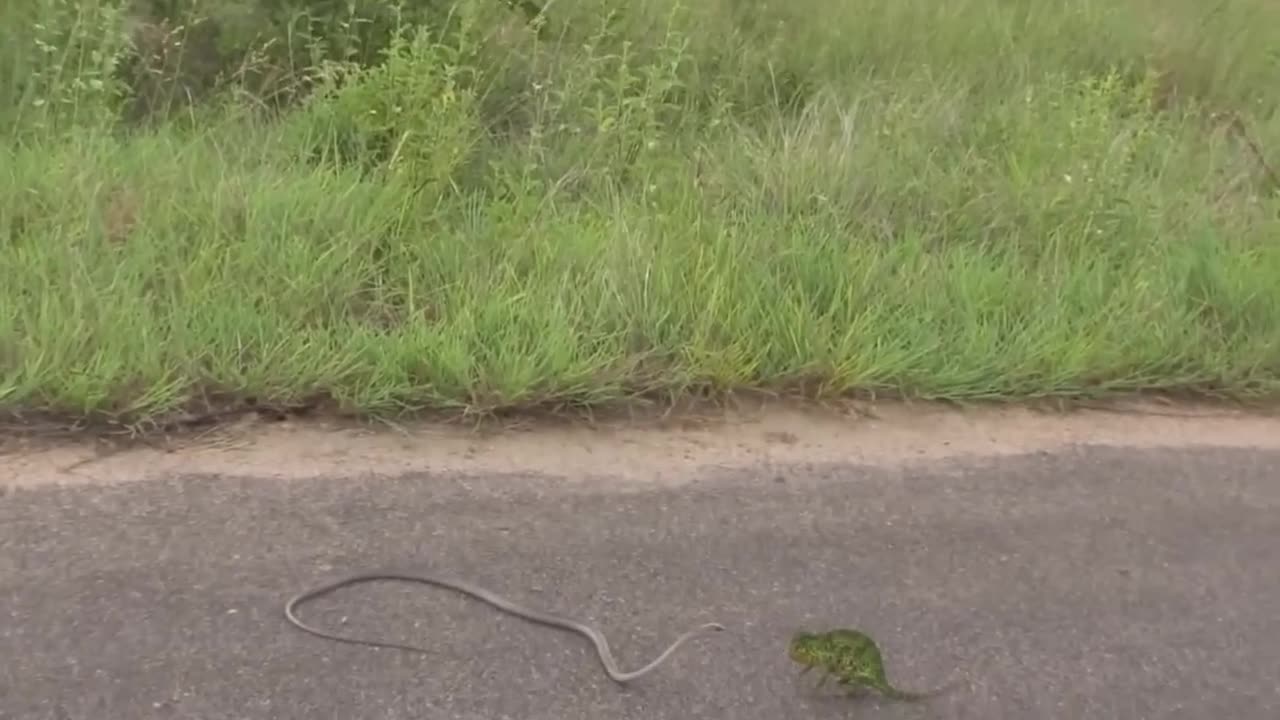 Interesting Animal Moments Caught On Camera