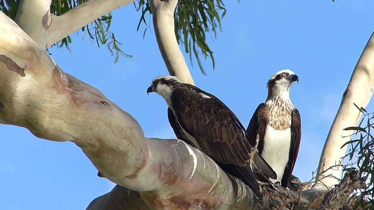 Sea Osprey