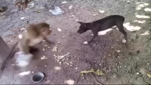 Monkey and Dog fight