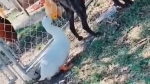 Funniest Animals🐧- Best Of The Funny Animals #shorts