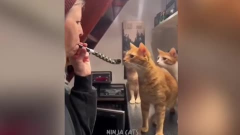 Funny videos