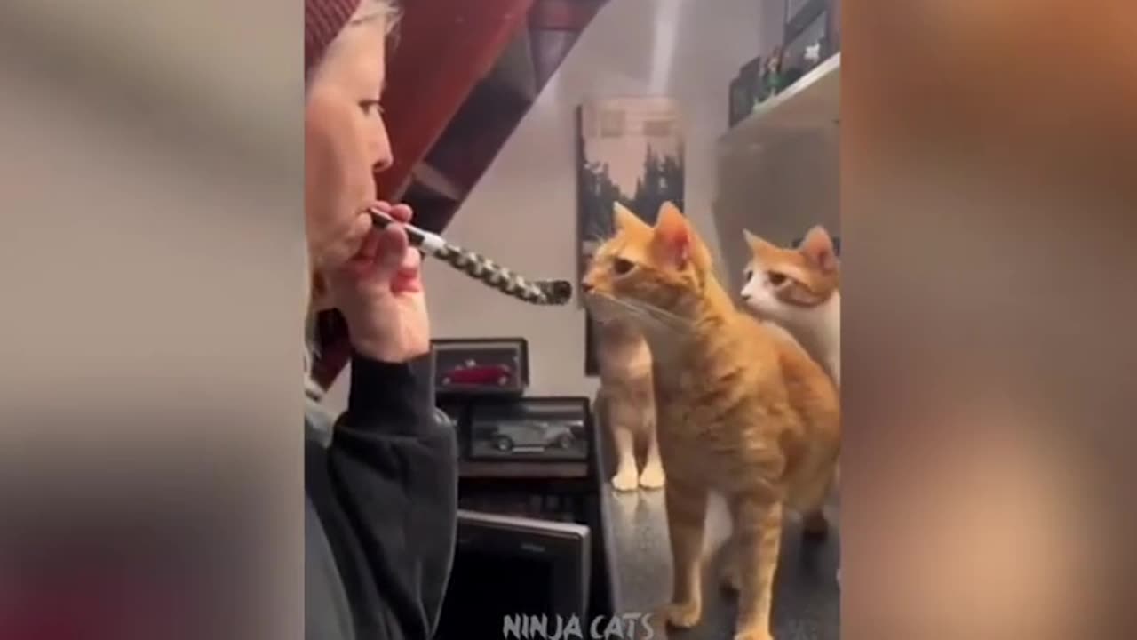 Funny videos
