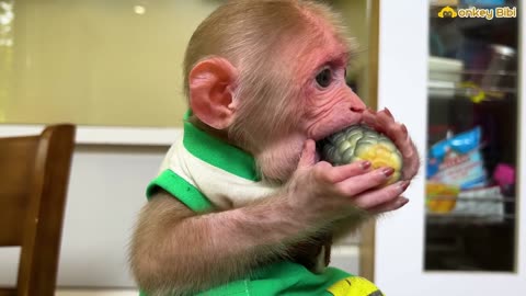 Super monkey! BiBi obediently enlisted to take care of himself!