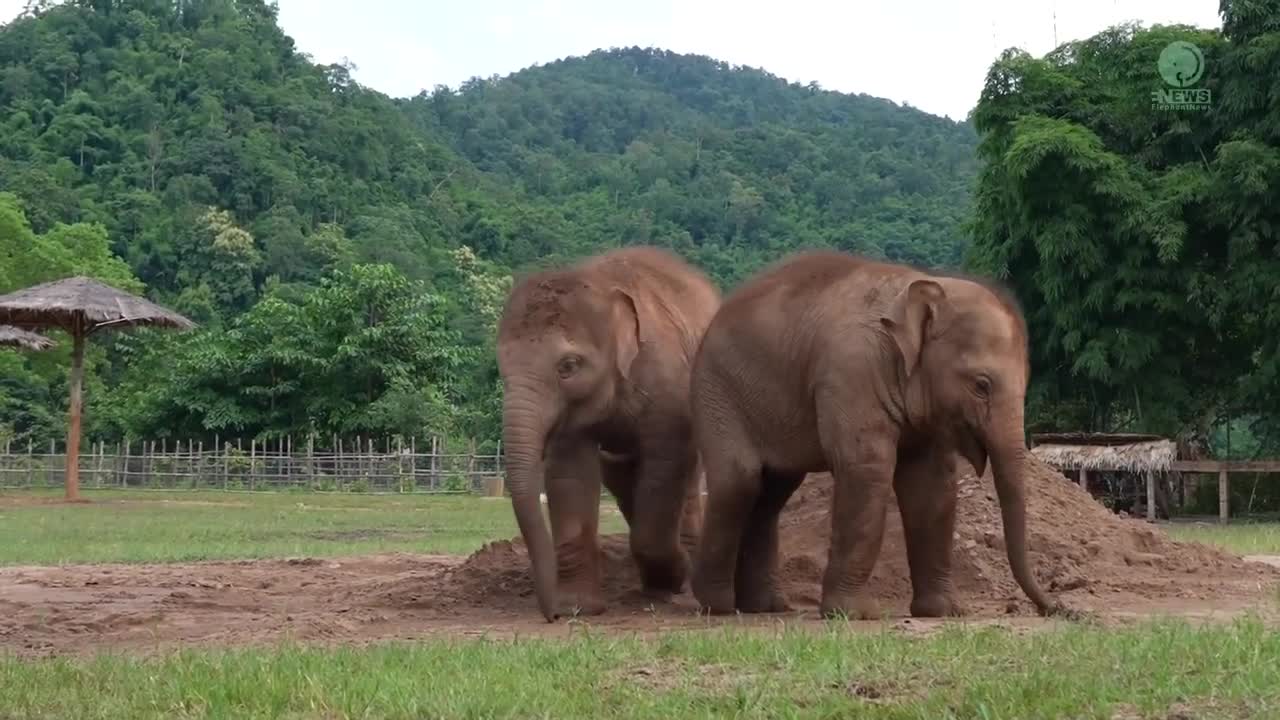 Cute Baby Elephant Pyi Mai Doesn't Want Her Playmate Take A Nap - ElephantNews