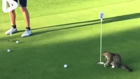 I would definitely play cat golf! ⛳️😂