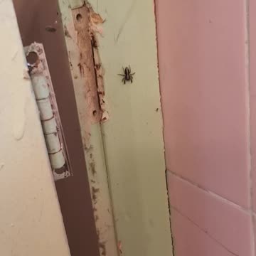 Caught a spider peeping on everyone in the bathroom