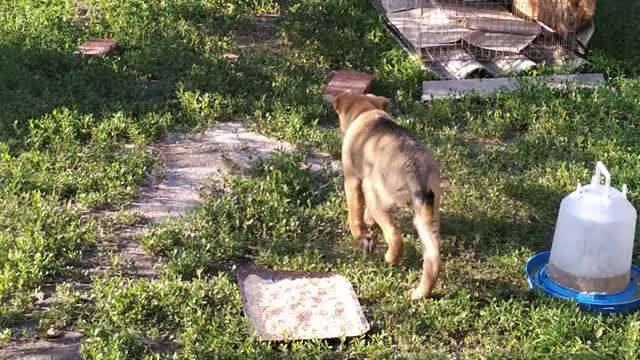 little puppy eats pet food