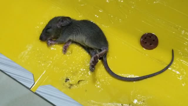 Caught the Mice