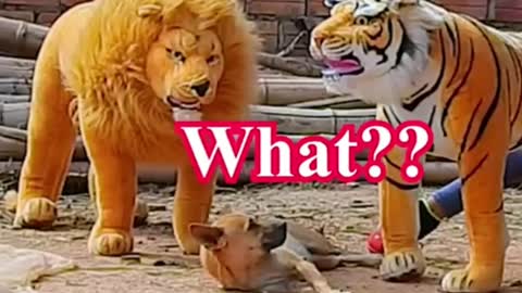 Troll Prank Dog Funny & Fake Lion and Fake Tiger Prank