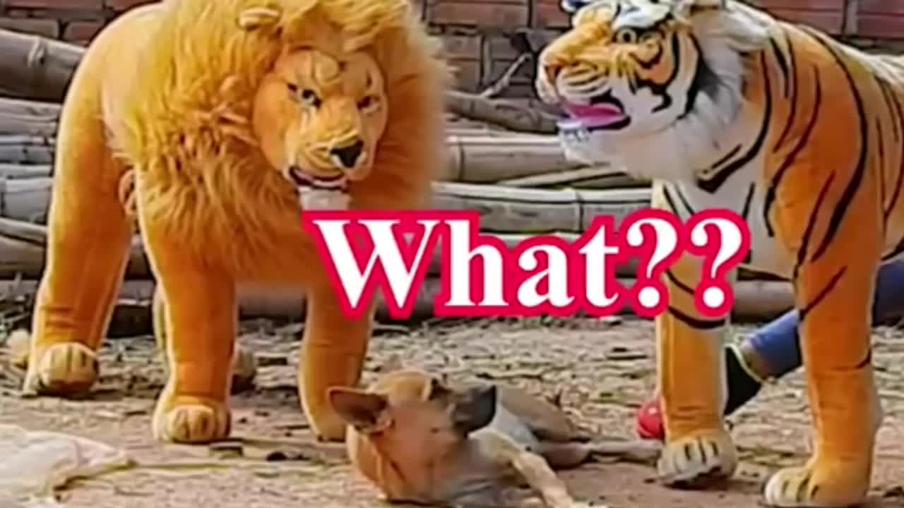 Troll Prank Dog Funny & Fake Lion and Fake Tiger Prank