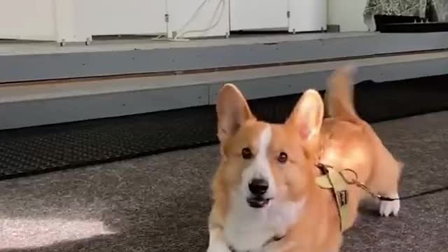 Corgodoesacrawl