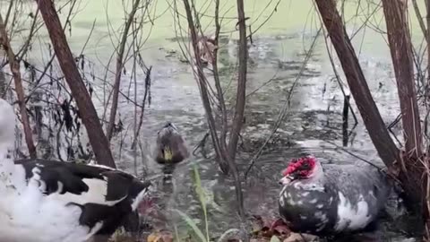 Day at the Pond