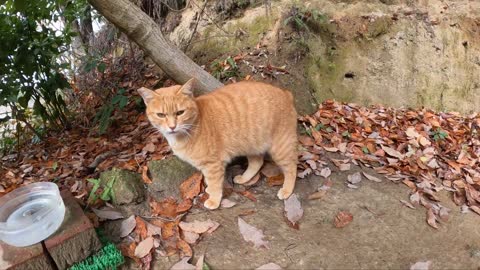 A brown tiger cat came from the mountains to be muffed-x