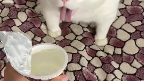 Funny Cat Gags