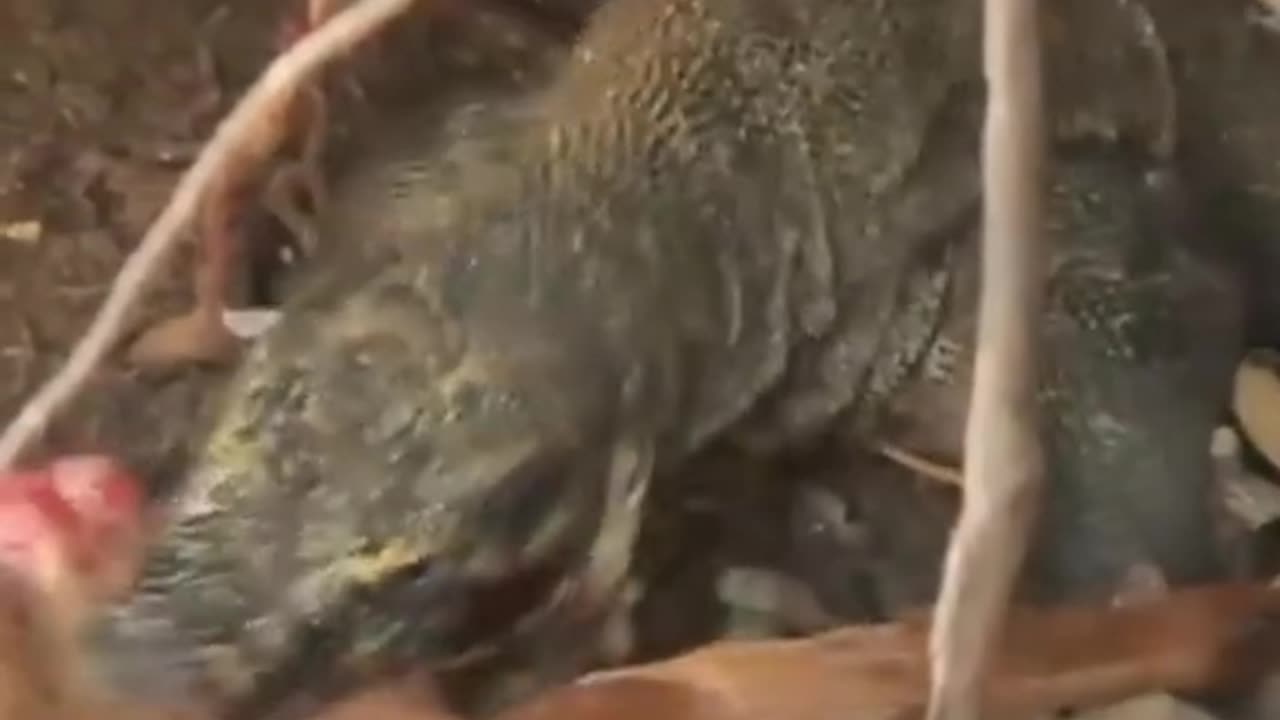 Komodo attack goat