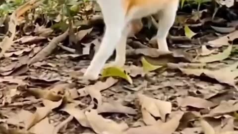 Funny cats