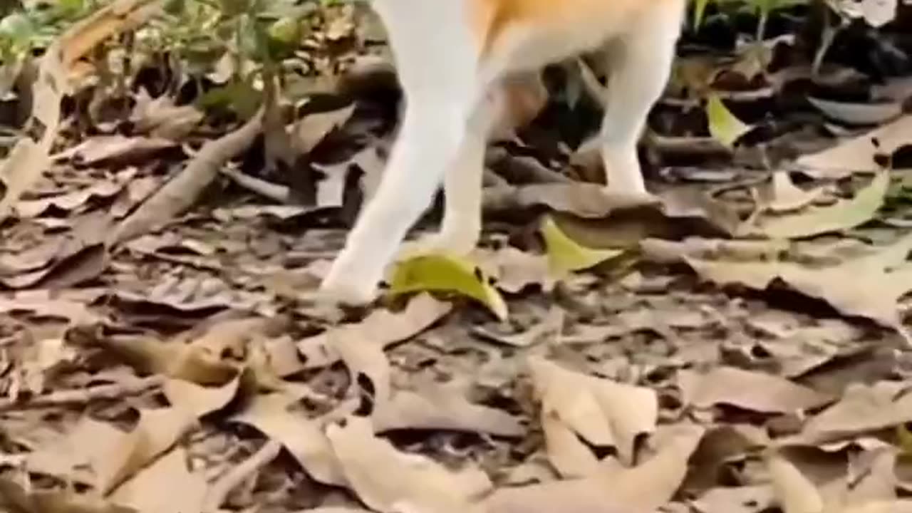 Funny cats