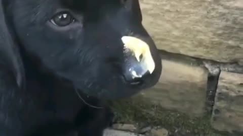 Funny Puppy