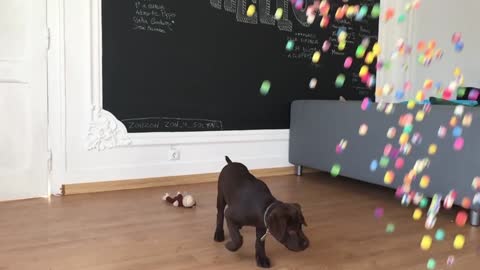 Cachorra agobiada por la cantidad de pelotas rebotadoras