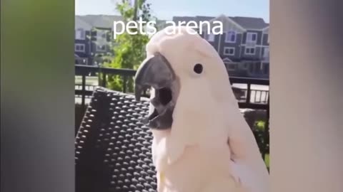 IN Sign in 0:38 / 2:41 Athlete parrot video