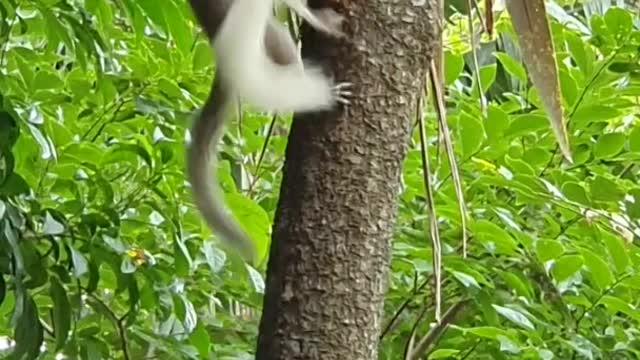 Squirrel Courtship Ends in Ferocious Kick