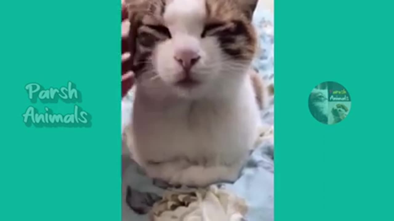 Funny animals - funny cats /dog - funny animal videos best video