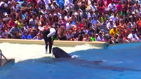 Seaworld SHAMU Killer Whale Show