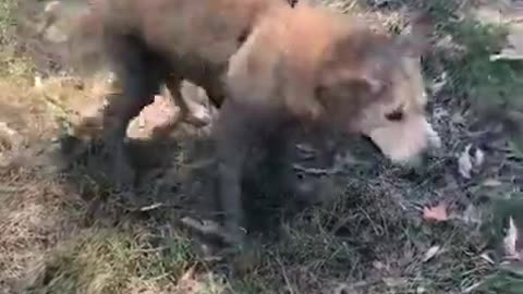 Dog Rolls on Ground After Bathing in Lane of Wet Mud