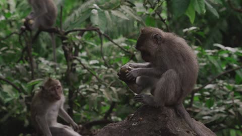 monkey peeling a fruit