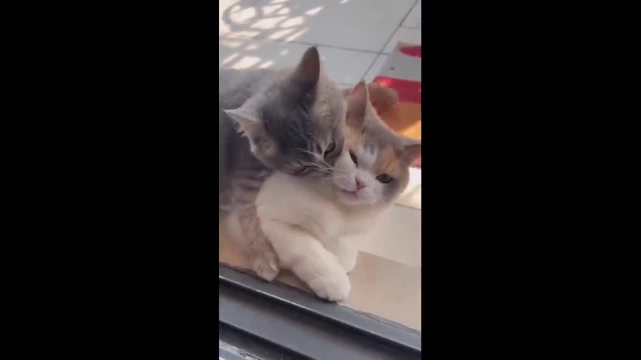 Funny Cats Compilation - Memes With Cats №11