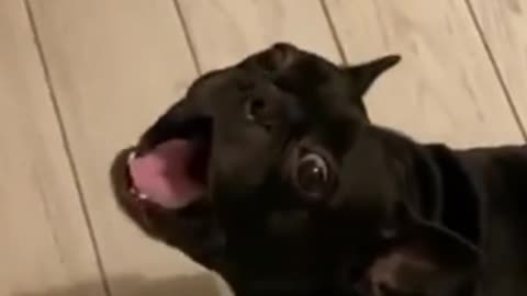 Funny dog and cyberpunk music