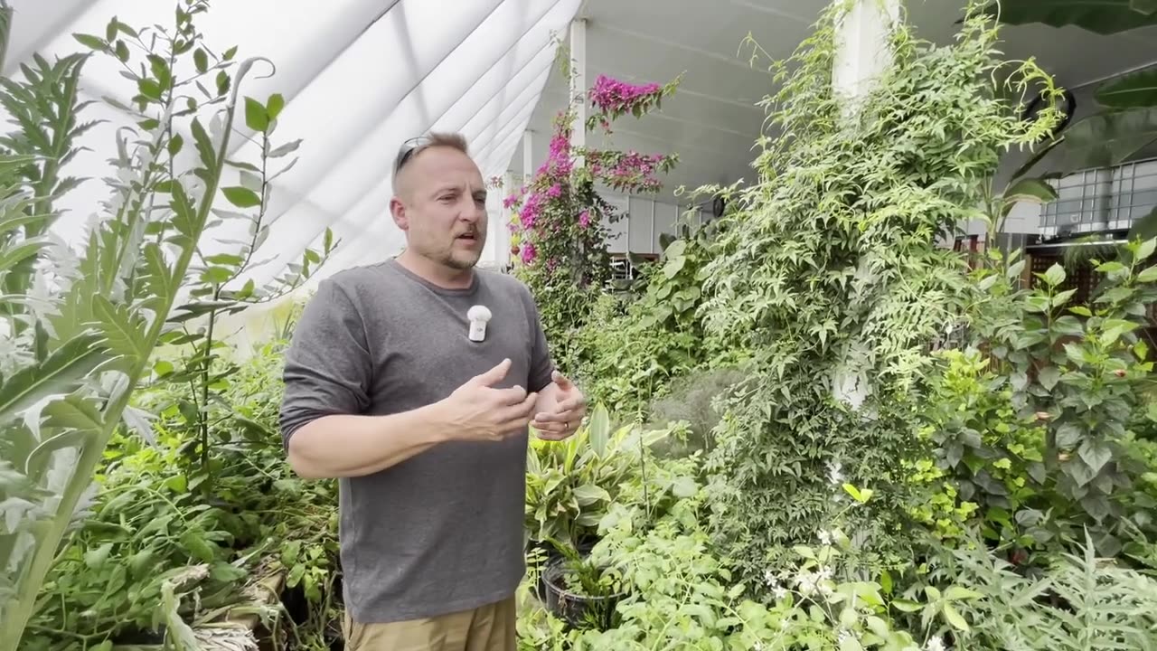 CANADIAN GREENHOUSE WITH BANANAS!