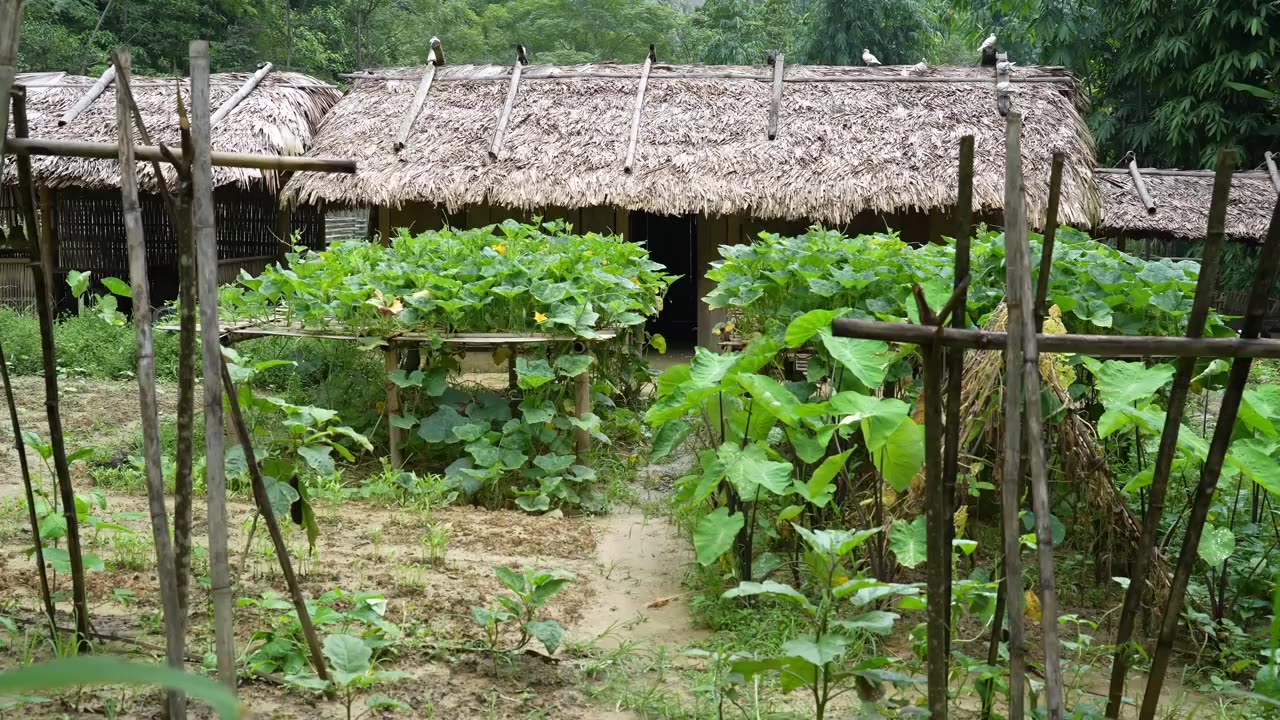 "Green Buddha's Hand Harvest & Market Day: A Glimpse of Farm Life."