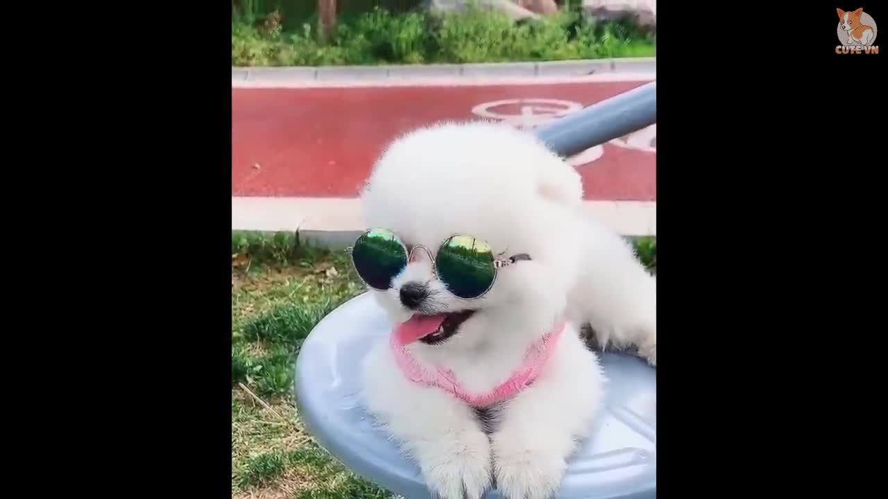 Pomeranian - The cute, Smart, Small Dog