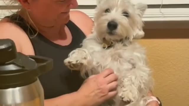 A woman Playing with Her Dog Funny Video Shorts