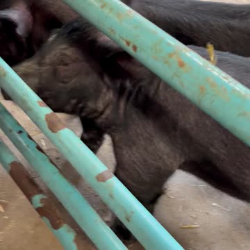 Let’s go hog wild over these swine