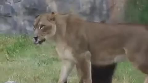 Lioness takes priority on where she wants to lay