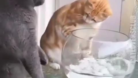 Cat attack on fish