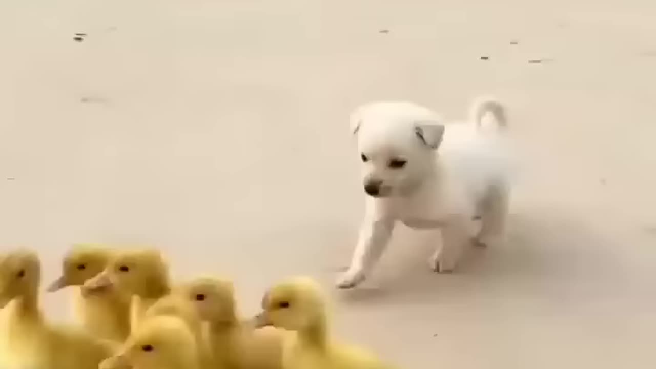 Cute puppy playing inside