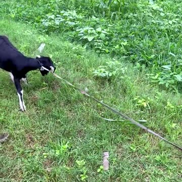 Funny viral video 😂🤣😂