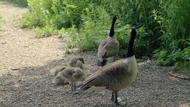 A family of ducks walks