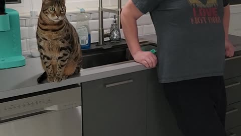 Person Playfully Pranks Bengal Cat