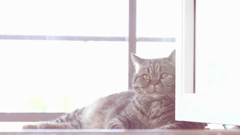 Cat lying on floor, looking and reacting. Curious cute pet at home