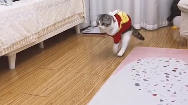 #cat #cats #catstagram #Love #cute #of #pet #catlover