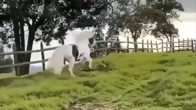 Horse SOO Cute! Cute And funny horse Videos Compilation cute moment