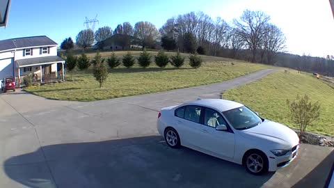 Border Collie herds sheep onto the porch!!